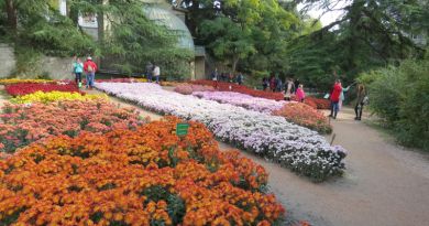 Экскурсии в Бал хризантем в Никитском ботаническом саду из Ласпи 2024