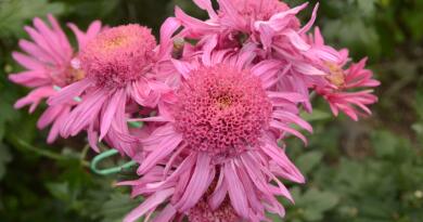 Бал хризантем Бал хризантем