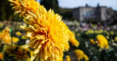 Авто-пешеходная экскурсия из Севастополя (фото 2)
